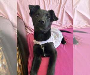German Shepherd Dog-Unknown Mix Dogs for adoption in Kansas City, MO, USA