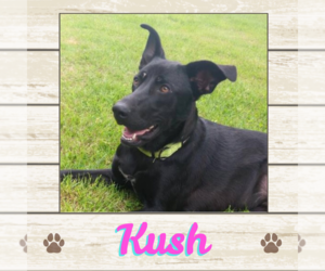 Labrador Retriever Dogs for adoption in Limerick, ME, USA