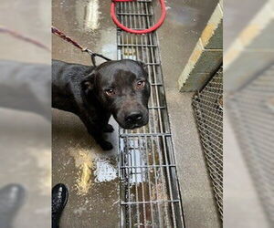 American Pit Bull Terrier-Unknown Mix Dogs for adoption in Stockton, CA, USA