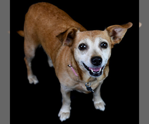 Beagi Dogs for adoption in Kennesaw, GA, USA