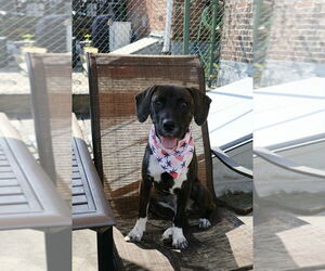 Mutt Dogs for adoption in Springdale, PA, USA