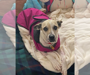 Basset Hound-Unknown Mix Dogs for adoption in Queen Creek, AZ, USA
