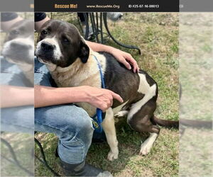 Labrenees Dogs for adoption in Benton, PA, USA