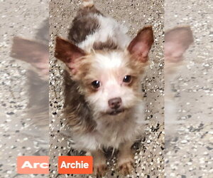 Mutt Dogs for adoption in Smithfield, PA, USA