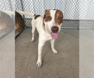 Pointer-Unknown Mix Dogs for adoption in Bakersfield, CA, USA