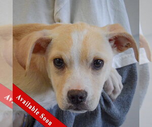 Great Dane-Labrador Retriever Mix Dogs for adoption in Huntley, IL, USA
