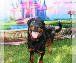 Rottweiler Dogs for adoption in Mooresville, NC, USA