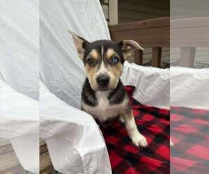 Siberian Husky-Unknown Mix Dogs for adoption in Gretna, NE, USA