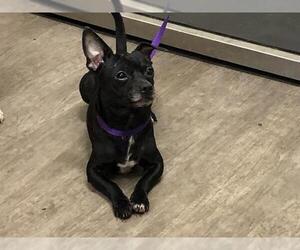 Chihuahua Dogs for adoption in Pasadena, CA, USA