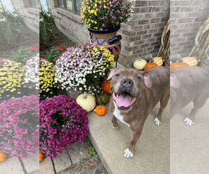 Boxer-Unknown Mix Dogs for adoption in Germantown, OH, USA