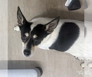 Chihuahua-Unknown Mix Dogs for adoption in Washington, DC, USA