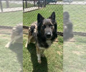 German Shepherd Dog Dogs for adoption in Grovetown, GA, USA
