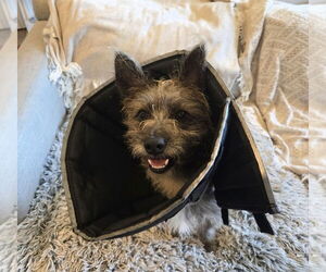 Mutt Dogs for adoption in Lakewood, CO, USA