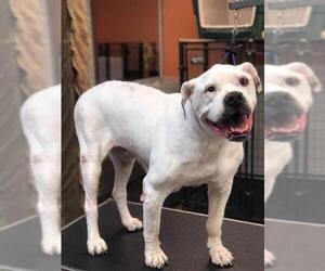 Bulloxer Dogs for adoption in Owatonna, MN, USA