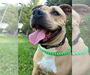 American Pit Bull Terrier-Unknown Mix Dogs for adoption in Sacramento, CA, USA