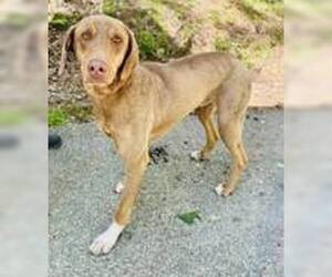 Mutt Dogs for adoption in Clarkesville, GA, USA