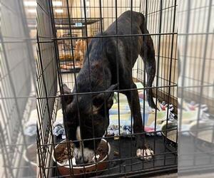 Boxer-Unknown Mix Dogs for adoption in Texas City, TX, USA