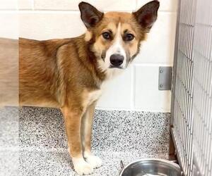 Collie-German Shepherd Dog Mix Dogs for adoption in Houston, TX, USA