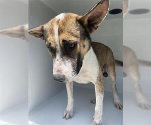 Basenji-Carolina Dog Mix Dogs for adoption in Houston, TX, USA