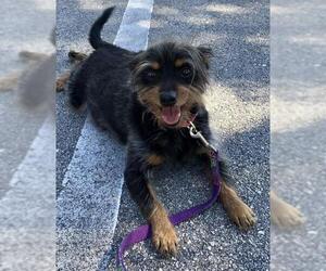 Miniature Pinscher Dogs for adoption in Miami, FL, USA