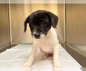 Toxirn Dogs for adoption in Orange, CA, USA