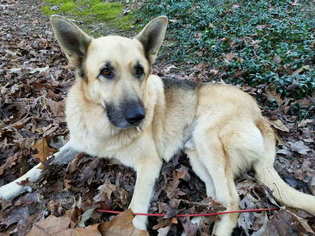 German Shepherd Dog Dogs for adoption in Oak Ridge, TN, USA