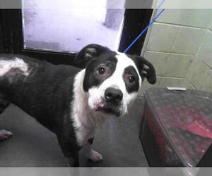 American Pit Bull Terrier Dogs for adoption in Tulsa, OK, USA