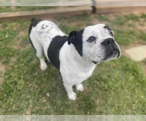 Bulldog Dogs for adoption in Grovetown, GA, USA