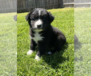 Border-Aussie Dogs for adoption in Aurora, IN, USA
