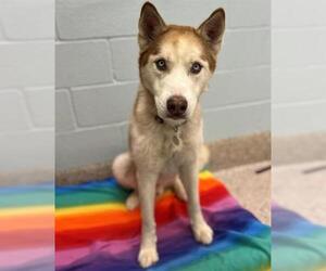 Siberian Husky Dogs for adoption in Brighton, CO, USA