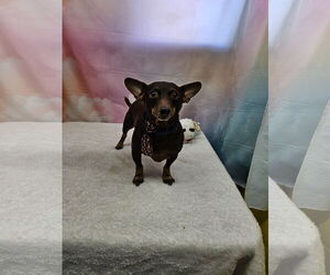 Chiweenie Dogs for adoption in Metairie, LA, USA
