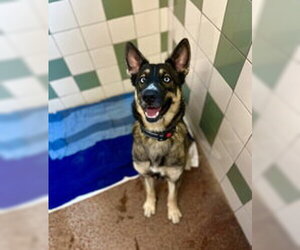 German Shepherd Dog Dogs for adoption in Salinas, CA, USA
