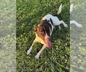 Pointer-Unknown Mix Dogs for adoption in Brewster, NY, USA