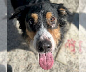 Border-Aussie Dogs for adoption in Jefferson, WI, USA