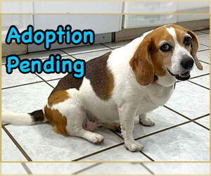 Beagle Dogs for adoption in Dunnellon, FL, USA