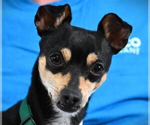 Miniature Pinscher-Unknown Mix Dogs for adoption in Fort Collins, CO, USA