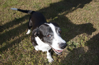 Boglen Terrier Dogs for adoption in High Point, NC, USA