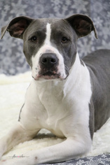 American Staffordshire Terrier Dogs for adoption in Canton, CT, USA