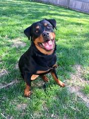 Rottweiler Dogs for adoption in Blacklick, OH, USA