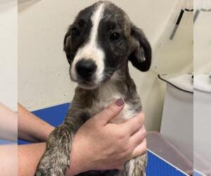 Mutt Dogs for adoption in Atlanta, GA, USA