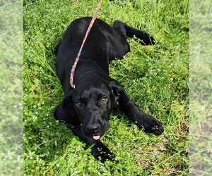 Medium Photo #2 Labrador Retriever-Unknown Mix Puppy For Sale in Wetumpka, AL, USA