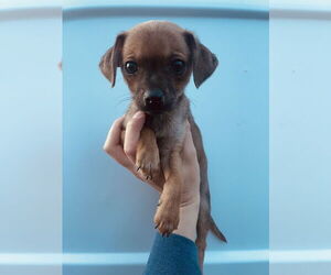 Chihuahua Dogs for adoption in Winter, WI, USA