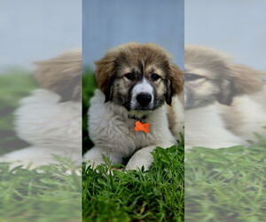Great Pyrenees-Unknown Mix Dogs for adoption in Plymouth, MN, USA