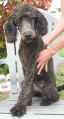 Poodle (Standard) Dogs for adoption in Commerce, GA, USA