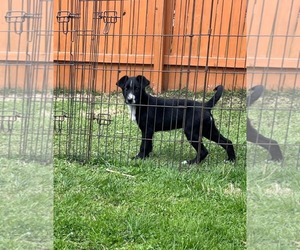 Labrador Retriever-Unknown Mix Dogs for adoption in SHERBURNE, NY, USA