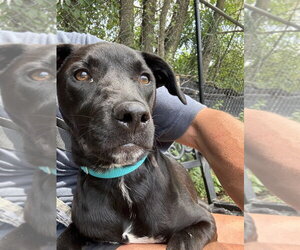 Mutt Dogs for adoption in Elmsford, NY, USA