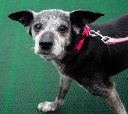 Chihuahua Dogs for adoption in Birdsboro, PA, USA