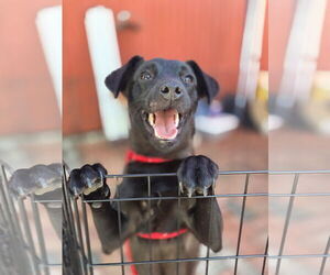 Chihuahua-Unknown Mix Dogs for adoption in Morganville, NJ, USA