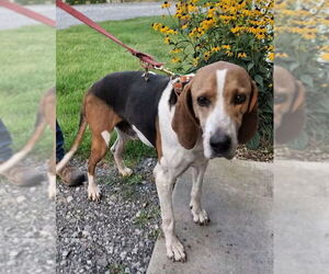 Treeing Walker Coonhound Dogs for adoption in Monterey, VA, USA