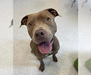 American Bulldog Dogs for adoption in Toronto, Ontario, Canada